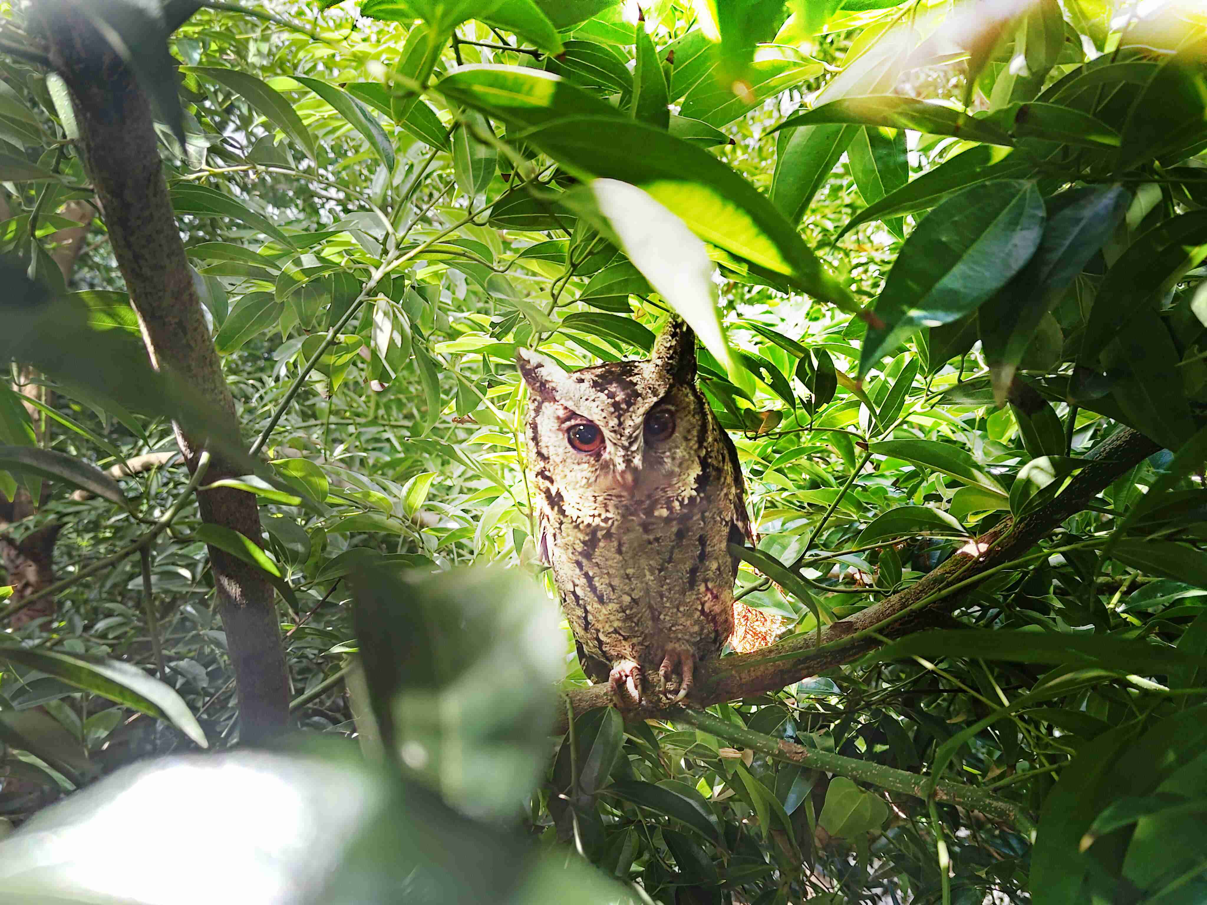 开云电子致力提倡净零绿生活，，，，16年以来在全球各厂区植树逾百万棵，，造就各厂区树木蔚然成林，，，，犹如森林工厂，，，成为许多生物的栖息地